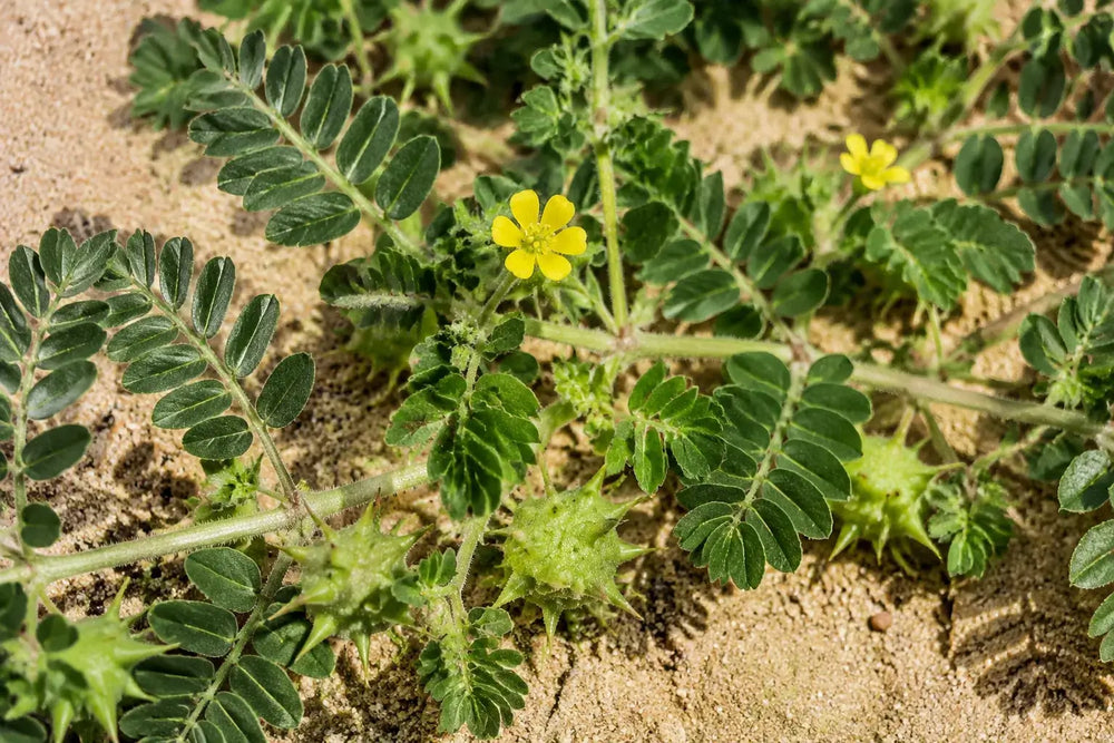 Tribulus Terrestris